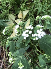 Ageratina altissima