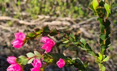 Boronia serrulata