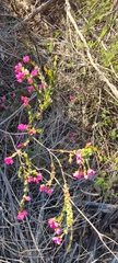 Boronia serrulata