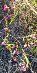 Boronia serrulata