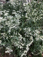 Eupatorium serotinum