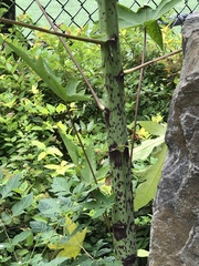 Carica papaya