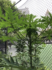 Carica papaya