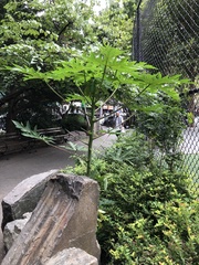 Carica papaya