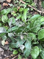 Verbena urticifolia