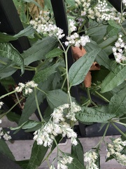 Eupatorium serotinum