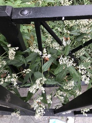 Eupatorium serotinum