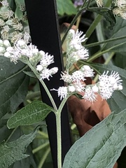 Eupatorium serotinum