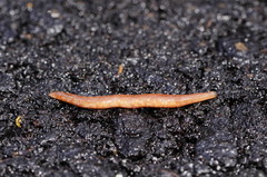 Argonemertes australiensis