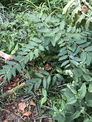 Apocynum cannabinum