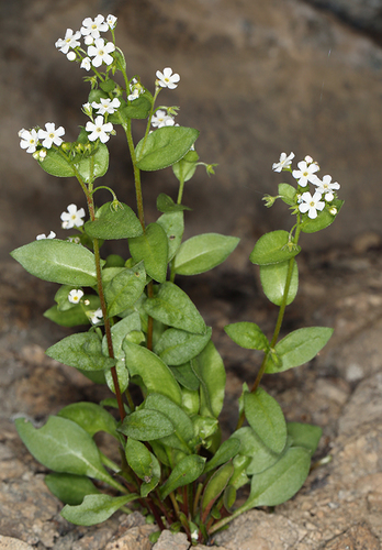 Sharsmith's stickseed (Hackelia sharsmithii)