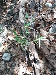 Dulichium arundinaceum