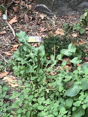 Rumex