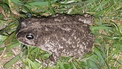 Vandijkophrynus angusticeps