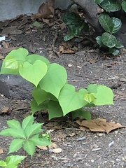 Cercis canadensis