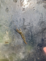 Penaeus californiensis