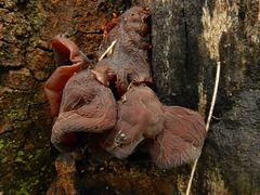 Auricularia auricula-judae