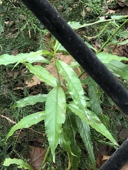 Magnoliopsida