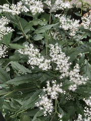 Eupatorium serotinum