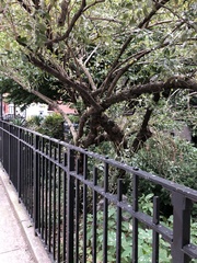 Baccharis halimifolia