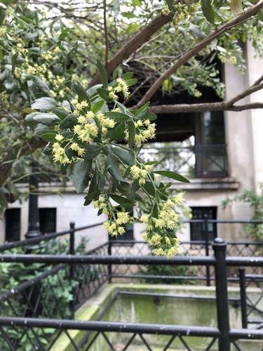 Baccharis halimifolia iNat (1)