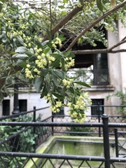 Baccharis halimifolia