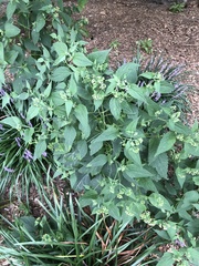 Ageratina altissima