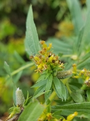 Rhopalomyia anthophila