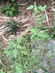 Chenopodium album