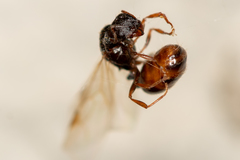 Tetramorium caespitum