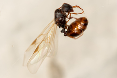 Tetramorium caespitum