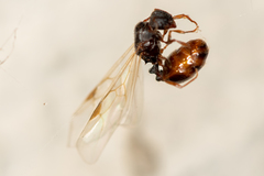 Tetramorium caespitum