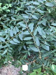 Apocynum cannabinum