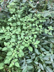Solanum nigrum