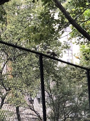 Sciurus carolinensis