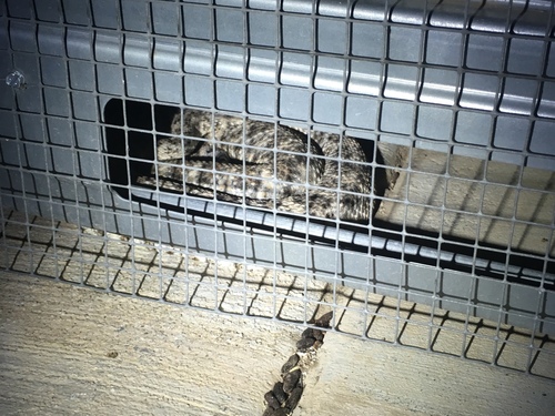 iNaturalist observation photo of Southwestern Speckled Rattlesnake