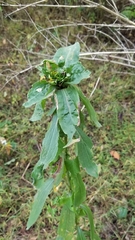 Rhopalomyia capitata