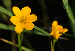 Zephyranthes pulchella