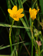 Zephyranthes pulchella