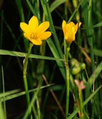 Zephyranthes pulchella