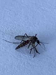 Stegomyia
