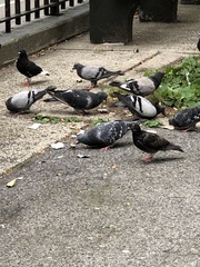 Columba livia domestica
