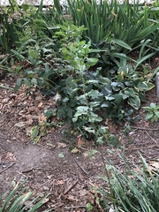 Baccharis halimifolia