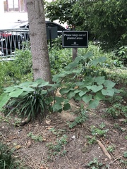 Cercis canadensis