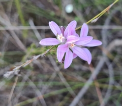 Philotheca salsolifolia