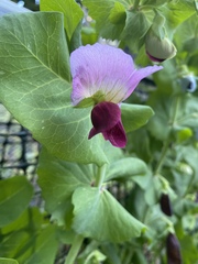 Pisum sativum sativum