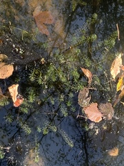 Myriophyllum aquaticum