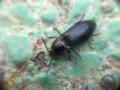 Selatosomus lateralis