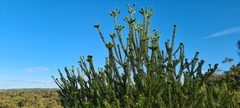 Banksia ericifolia