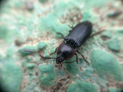 Selatosomus lateralis